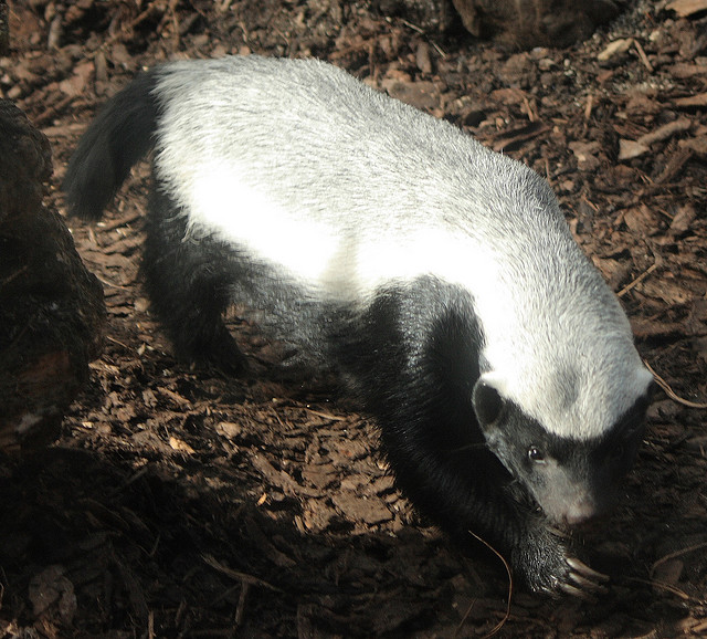 Honey Badger